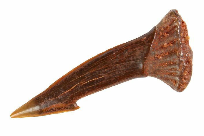 Fossil Sawfish (Onchopristis) Rostral Barb - Morocco #145599
